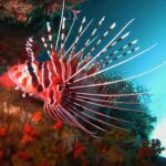 Un pesce leone a strisce rosse e bianche, con le pinne pettorali spiegate in lunghi raggi bianchi, appoggiato a una parete coperta di spugne arancioni, sotto uno strapiombo.