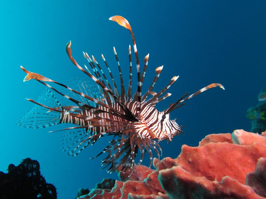 Un pesce leone a strisce bruno-rosse e bianche, con tutte le pinne spiegate, di profilo verso destra, che plana sopra una spugna rosa in un'acqua blu profondo.
