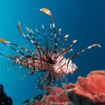 Un pesce leone a strisce bruno-rosse e bianche, con tutte le pinne spiegate, di profilo verso destra, che plana sopra una spugna rosa in un'acqua blu profondo.