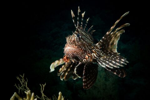 Un pesce leone visto di fronte, con le pinne striate spiegate, sopra un corallo su fondo scuro