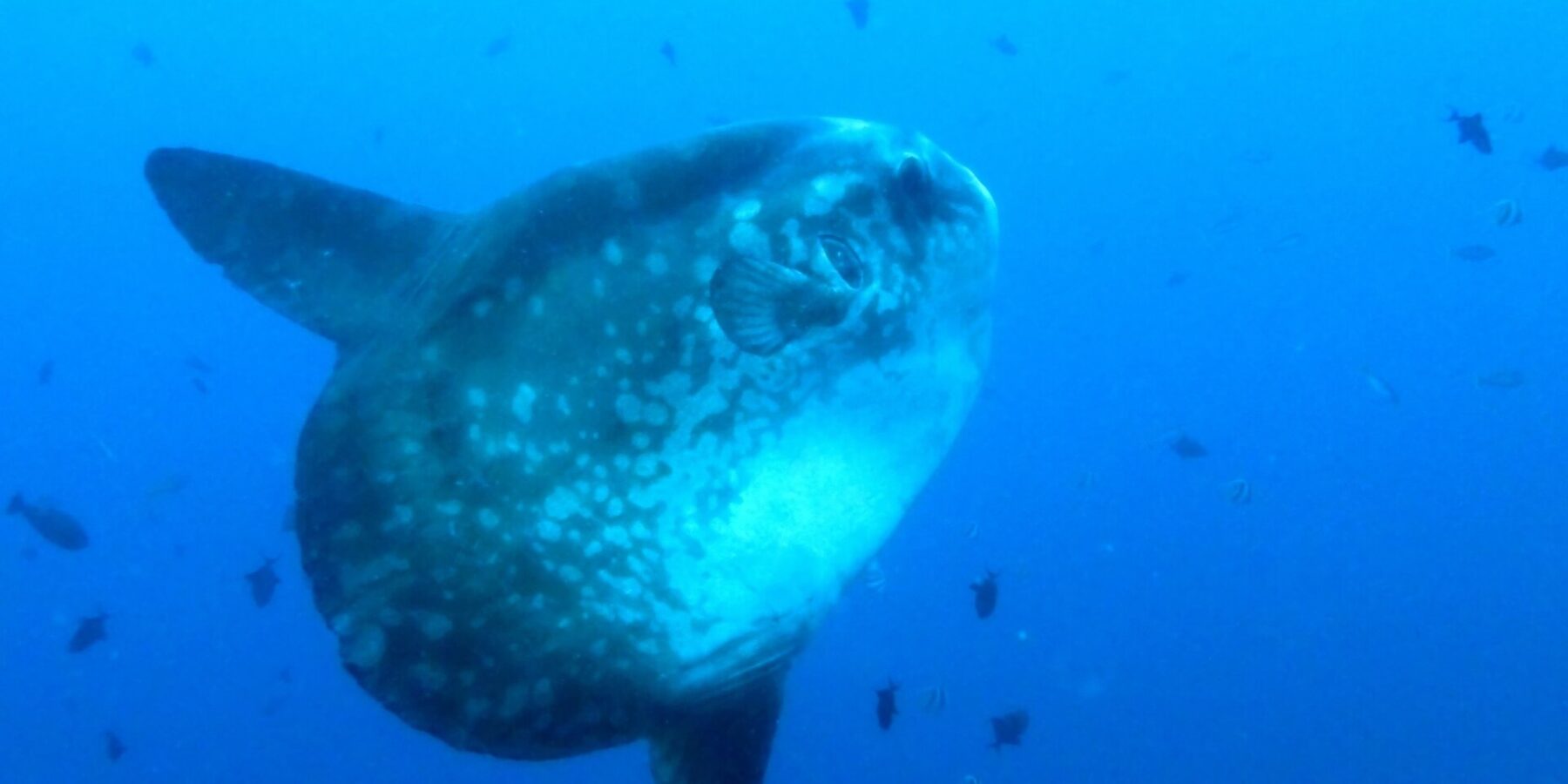 Un pesce luna grigio macchiettato di chiaro, visto di tre quarti nel blu, con le lunghe pinne dorsale e anale distese, circondato da piccoli pesci di reef.