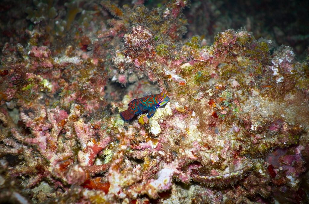 Un piccolo pesce mandarino blu, arancione e verde posato su un corallo ramificato rosa e bruno, fotografato di notte a Malapascua