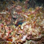 Un piccolo pesce mandarino blu, arancione e verde posato su un corallo ramificato rosa e bruno, fotografato di notte a Malapascua