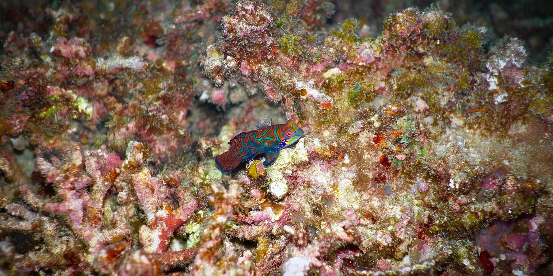 Un pesce mandarino con arabeschi turchesi e arancioni, la pinna dorsale alzata, posato di profilo su detriti di corallo rosa e ocra, illuminato dal flash su fondo scuro.
