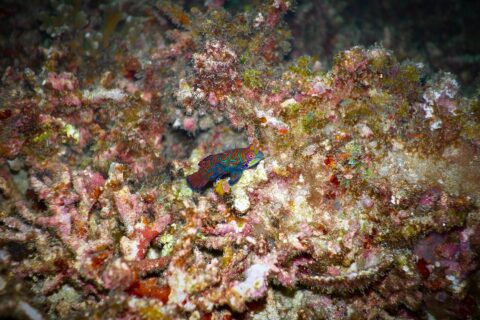 Un pesce mandarino con arabeschi turchesi e arancioni, la pinna dorsale alzata, posato di profilo su detriti di corallo rosa e ocra, illuminato dal flash su fondo scuro.