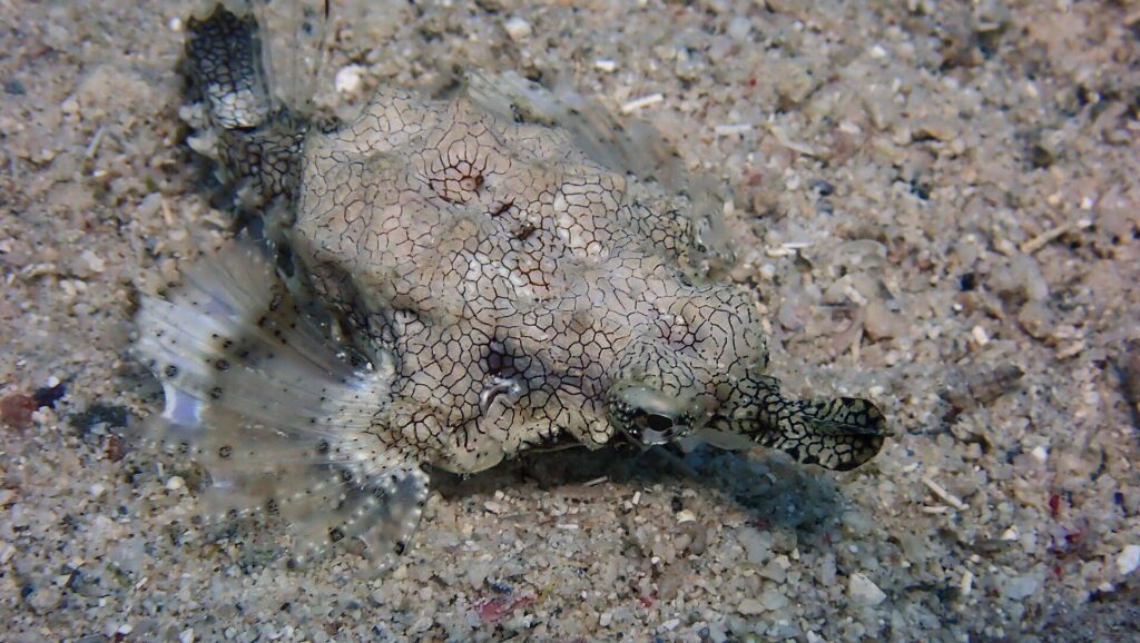 Un pesce pegaso posato sulla sabbia, il corpo appiattito coperto da una fitta rete di linee scure, le pinne spiegate come ali traslucide
