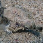 Un pesce pegaso posato sulla sabbia, il corpo appiattito coperto da una fitta rete di linee scure, le pinne spiegate come ali traslucide