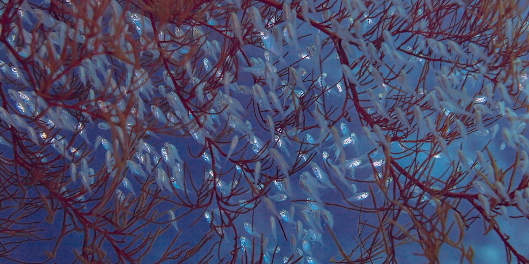 Un banco fitto di piccoli pesci traslucidi dai grandi occhi, stretti tra i rami rossi di un corallo nell'acqua blu