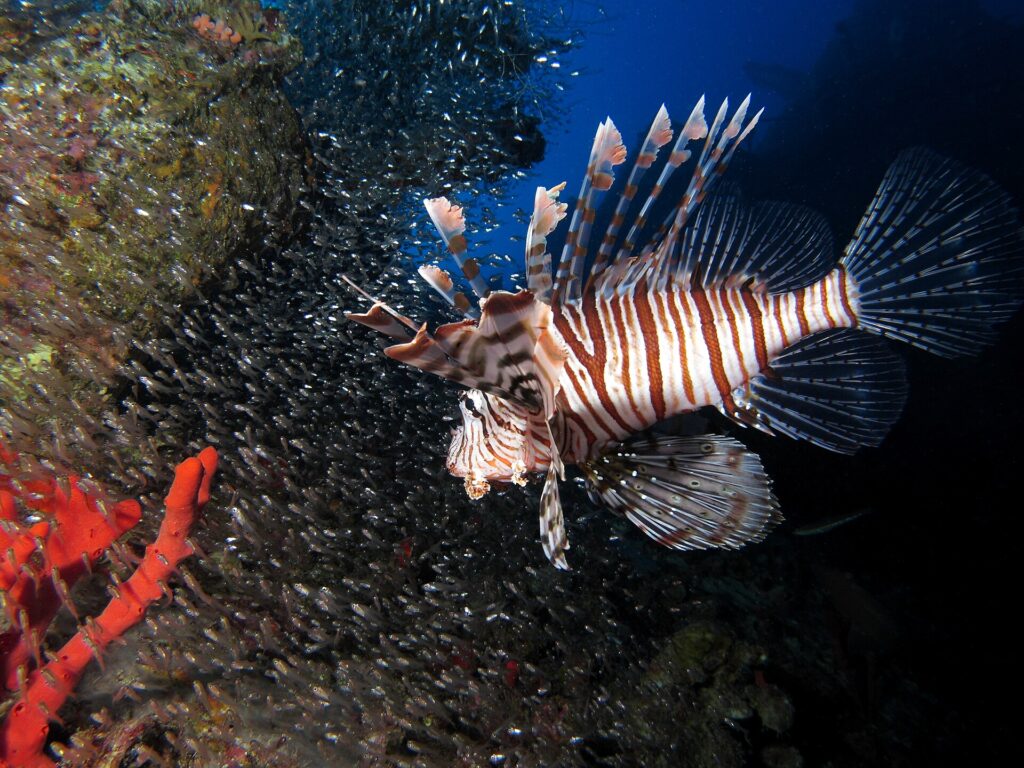 Un pesce leone a strisce marroni e bianche nuota davanti a un'immensa nuvola di piccoli pesci argentati stretti contro lo scafo di un relitto, una spugna rossa in primo piano