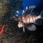 Un pesce leone a strisce marroni e bianche nuota davanti a un'immensa nuvola di piccoli pesci argentati stretti contro lo scafo di un relitto, una spugna rossa in primo piano