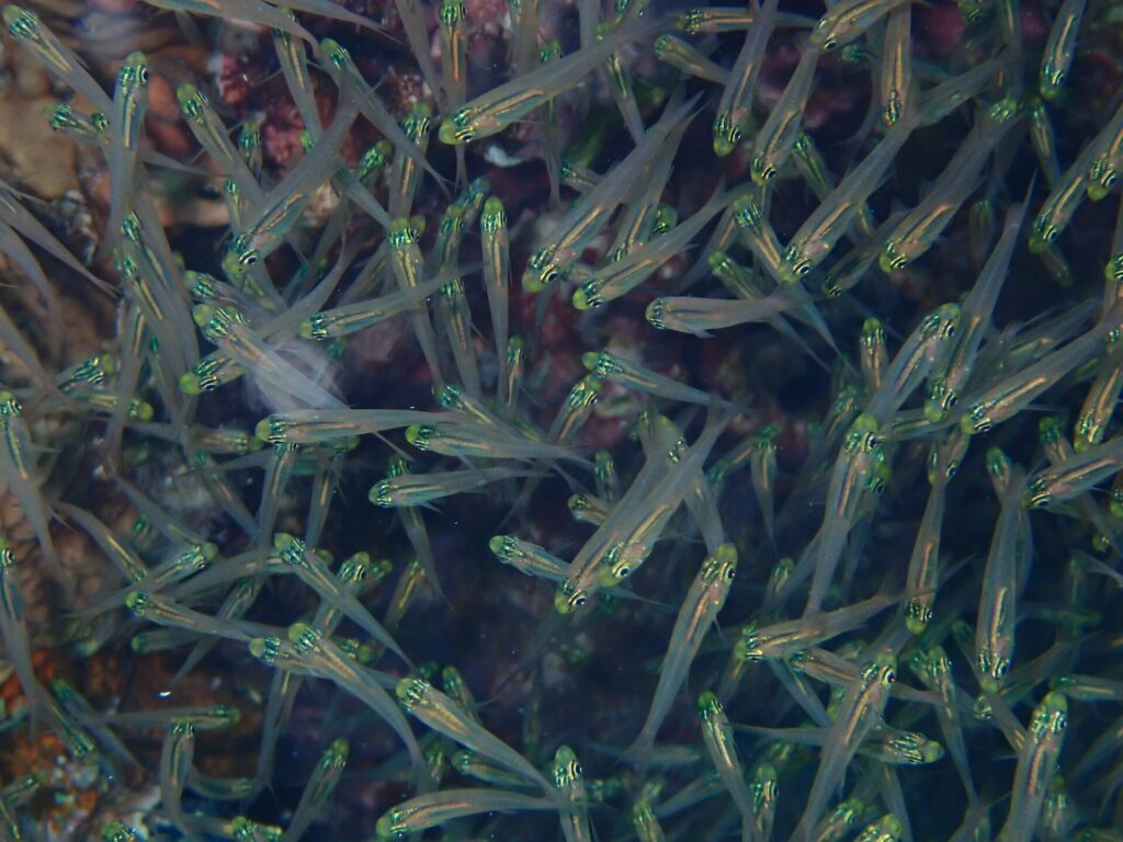 Primo piano di un banco fitto di piccoli pesci dal corpo trasparente, la testa giallo-verde brillante e l'occhio nero, davanti al reef
