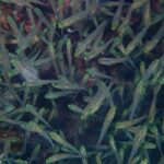 Primo piano di un banco fitto di piccoli pesci dal corpo trasparente, la testa giallo-verde brillante e l'occhio nero, davanti al reef