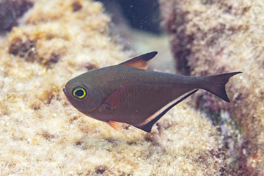 Un pempheris di profilo, il corpo bruno ramato a forma di accetta, un occhio grandissimo cerchiato di giallo-verde, una dorsale corta con la punta nera e una lunga pinna anale bordata di nero
