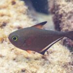 Un pempheris di profilo, il corpo bruno ramato a forma di accetta, un occhio grandissimo cerchiato di giallo-verde, una dorsale corta con la punta nera e una lunga pinna anale bordata di nero