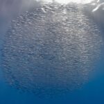 Una palla compatta di migliaia di pesci trombetta argentati appena sotto la superficie, attraversata dai raggi del sole, su un blu che si scurisce verso il basso