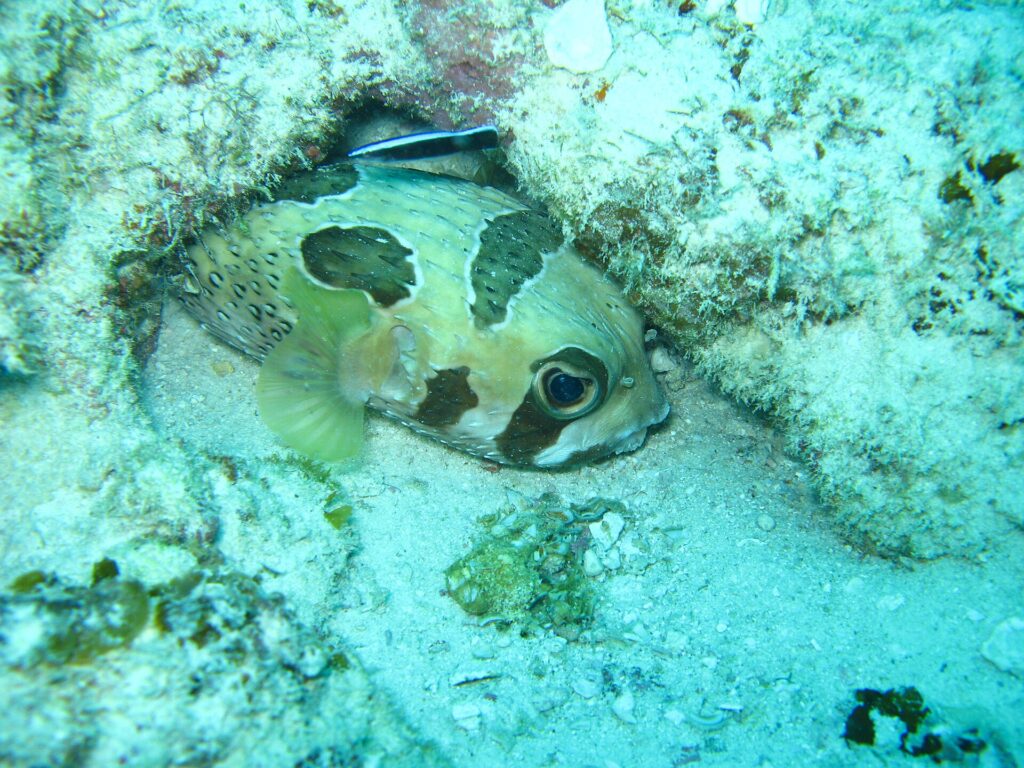 Un pesce istrice a macchie nere rannicchiato sotto una sporgenza di corallo, con un piccolo labride pulitore a righe sopra di lui