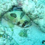 Un pesce istrice a macchie nere rannicchiato sotto una sporgenza di corallo, con un piccolo labride pulitore a righe sopra di lui