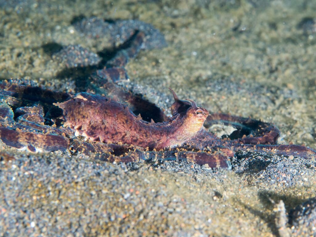 Un polpo mimetico marrone violaceo visto di profilo, mantello sollevato e occhi sormontati da piccole corna, con le lunghe braccia distese sulla sabbia vulcanica grigia.
