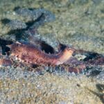 Un polpo mimetico marrone violaceo visto di profilo, mantello sollevato e occhi sormontati da piccole corna, con le lunghe braccia distese sulla sabbia vulcanica grigia.