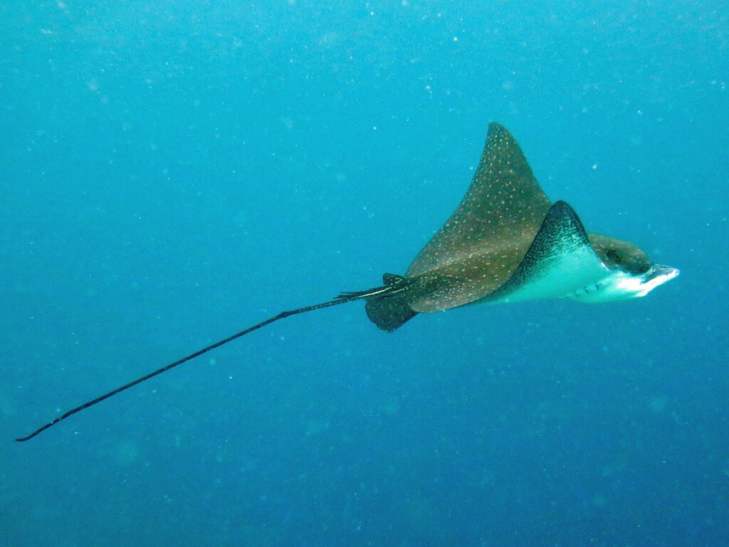 Un'aquila di mare maculata vista di profilo, dorso bruno punteggiato di bianco e ventre bianco, nuota nel blu trascinando una lunghissima coda a frusta.