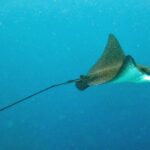 Un'aquila di mare maculata vista di profilo, dorso bruno punteggiato di bianco e ventre bianco, nuota nel blu trascinando una lunghissima coda a frusta.