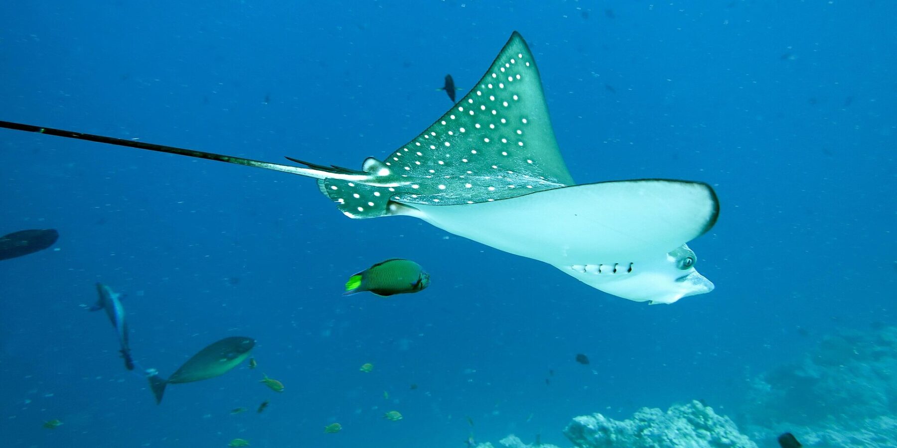 Un'aquila di mare maculata vista di lato e da sotto, dorso verde scuro a punti bianchi, ventre bianco, lunga coda a frusta, sopra un reef con un labride e un pesce chirurgo