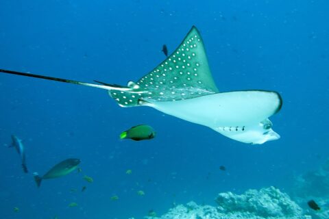 Un'aquila di mare maculata vista di lato e da sotto, dorso verde scuro a punti bianchi, ventre bianco, lunga coda a frusta, sopra un reef con un labride e un pesce chirurgo
