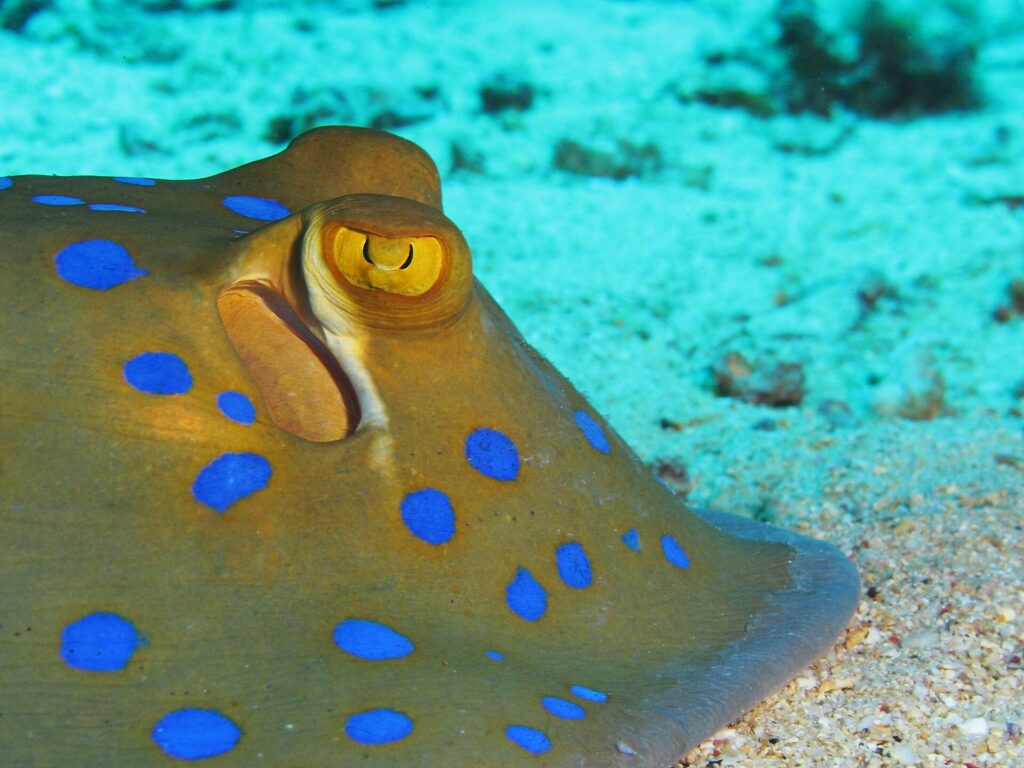 Primo piano di una pastinaca a macchie blu posata sulla sabbia, con l'occhio giallo e le macchie blu vivo