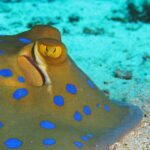 Primo piano di una pastinaca a macchie blu posata sulla sabbia, con l'occhio giallo e le macchie blu vivo