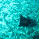 Un'aquila di mare vista dall'alto, con il dorso nero punteggiato di macchie chiare e la lunga coda sottile, scivola sopra un fondale di sabbia e corallo in un'acqua turchese
