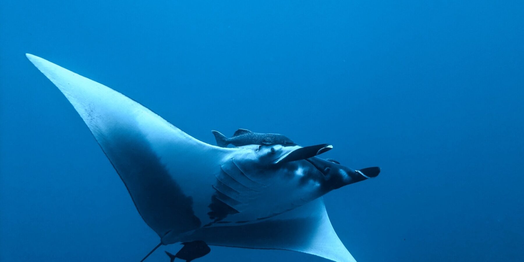Una manta oceanica vista da sotto e di lato nel blu, il ventre bianco, le pinne cefaliche srotolate, una remora sopra la testa e un piccolo pesce scuro sotto la coda