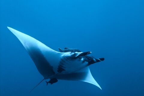 Una manta oceanica vista da sotto e di lato nel blu, il ventre bianco, le pinne cefaliche srotolate, una remora sopra la testa e un piccolo pesce scuro sotto la coda