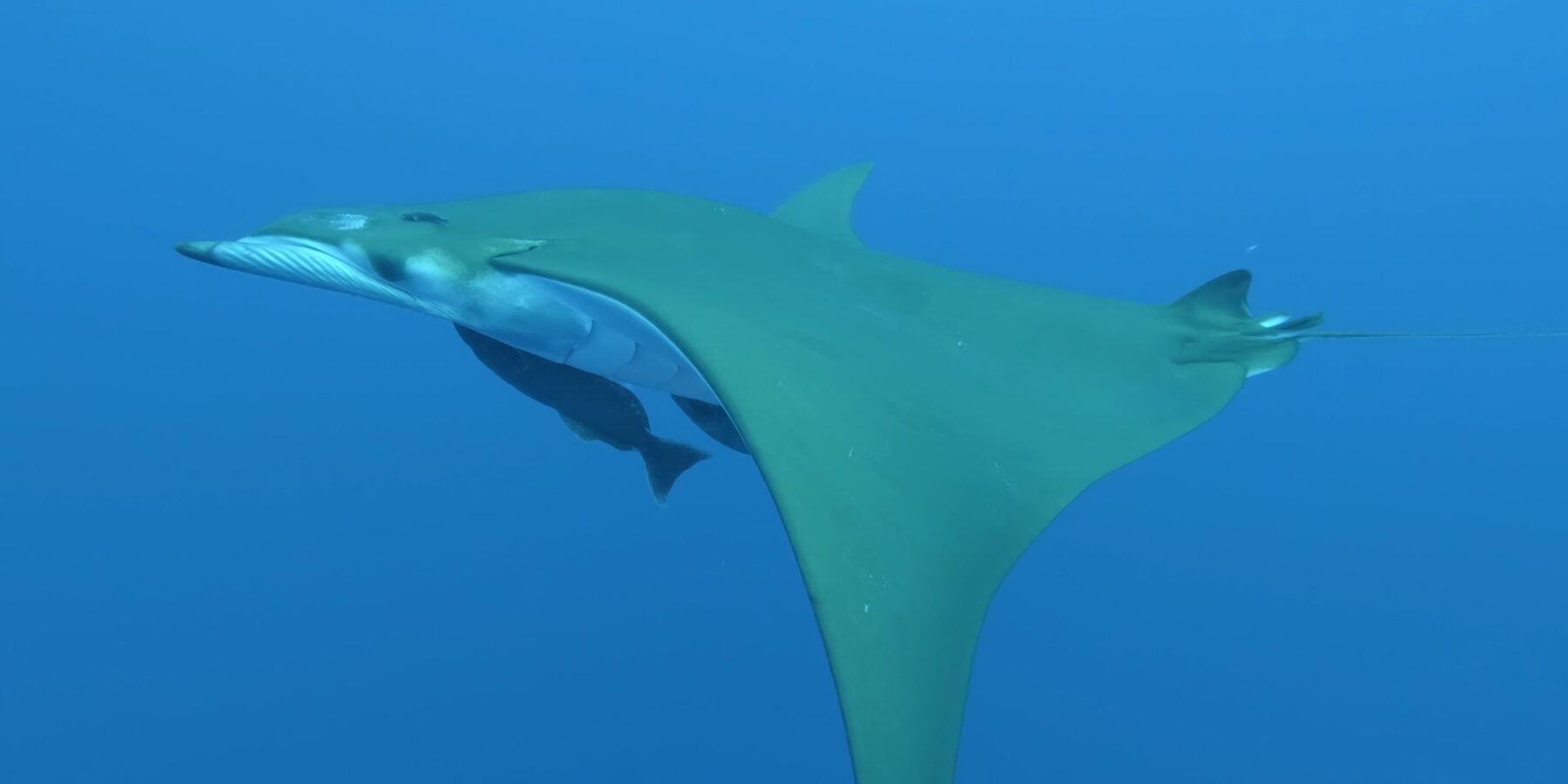 Una mobula vista da sotto e di lato, ventre bianco, ali a falce verde oliva, due remore attaccate sotto di lei, in un'acqua blu limpida