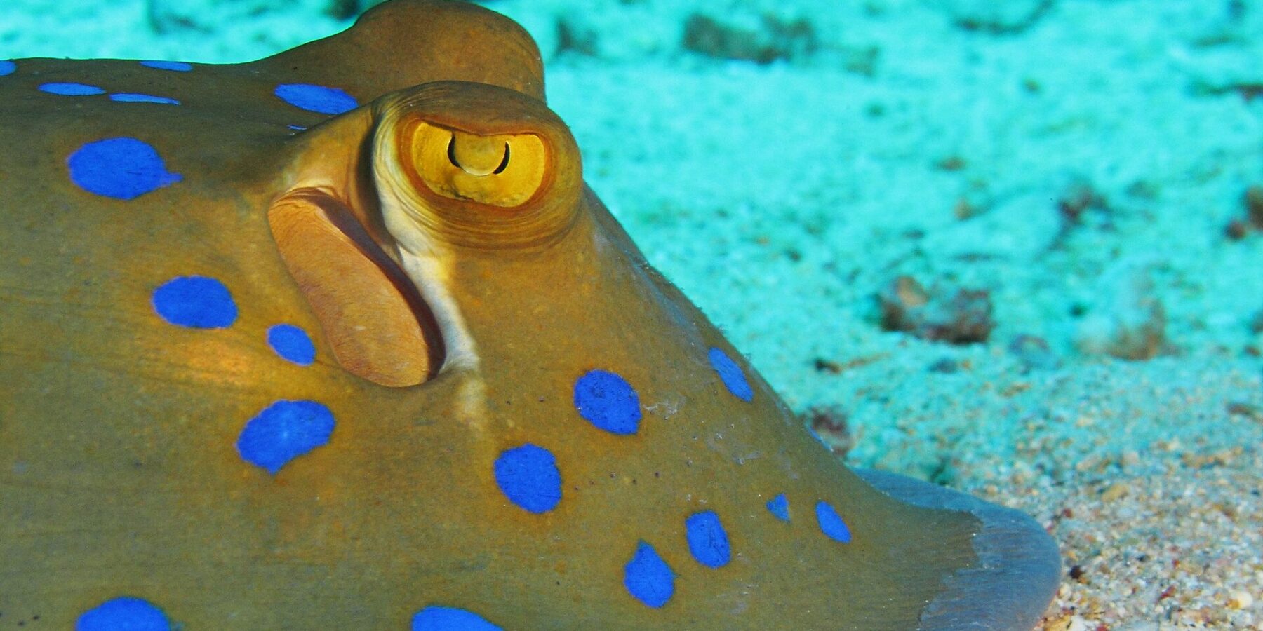Primo piano di una pastinaca a macchie blu posata sulla sabbia, l'occhio giallo e le macchie blu acceso