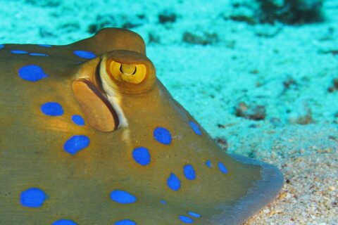 Primo piano di una pastinaca a macchie blu posata sulla sabbia, l'occhio giallo e le macchie blu acceso