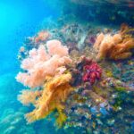 Coralli molli rosa, arancioni e rossi attaccati a una parete, in un'acqua turchese dove nuotano piccoli pesci, nel Passage tra Gam e Waigeo
