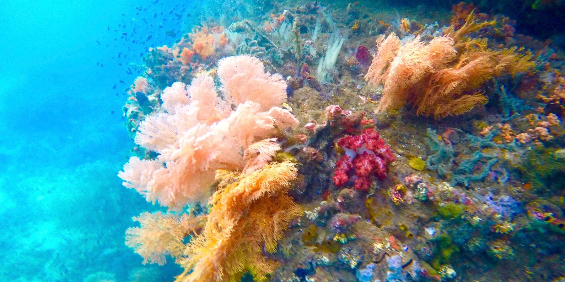 Coralli molli rosa, arancioni e rossi attaccati a una parete, in un'acqua turchese dove nuotano piccoli pesci, nel Passage tra Gam e Waigeo