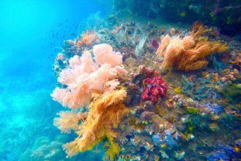 Coralli molli rosa, arancioni e rossi attaccati a una parete, in un'acqua turchese dove nuotano piccoli pesci, nel Passage tra Gam e Waigeo