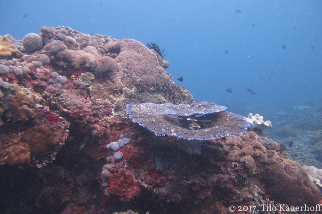 Un blocco di reef coperto di coralli duri e incrostazioni rosse, con al centro un corallo a tavola dai bordi bluastri e un crinoide nero, qualche castagnola nell'acqua blu.