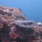 Un blocco di reef coperto di coralli duri e incrostazioni rosse, con al centro un corallo a tavola dai bordi bluastri e un crinoide nero, qualche castagnola nell'acqua blu.