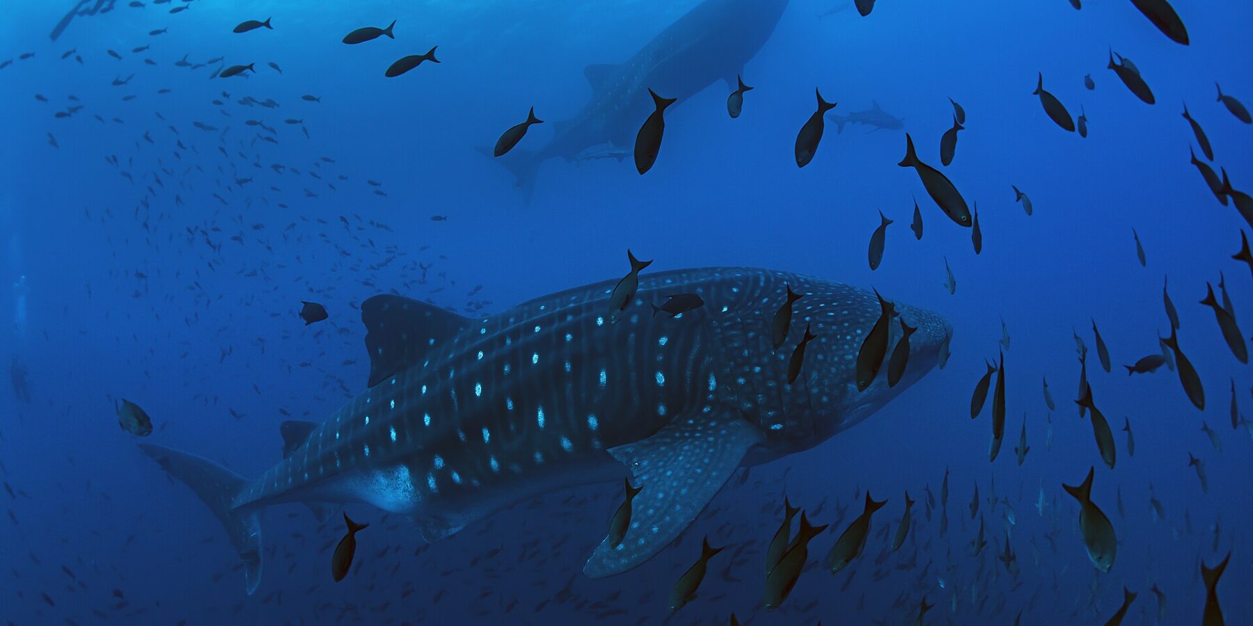 Uno squalo balena nuota da destra a sinistra in un blu profondo, circondato da una nuvola di pesci, con un secondo squalo balena e la sagoma di un sub sopra di lui