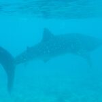 Uno squalo balena nuota vicino alla superficie sopra un fondale di reef, in un'acqua turchese un po' torbida