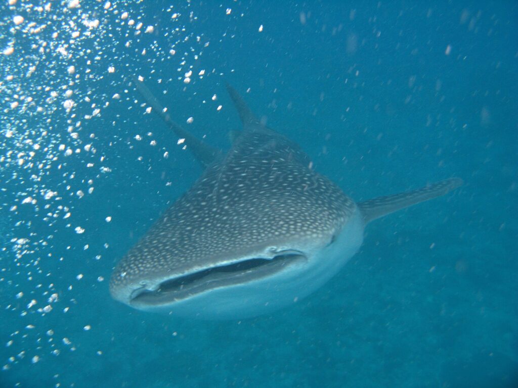 Uno squalo balena visto di fronte, con la bocca socchiusa e il dorso grigio macchiettato di bianco, in un'acqua turchese piena di bolle