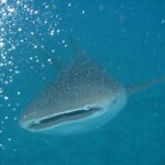 Uno squalo balena visto di fronte, con la bocca socchiusa e il dorso grigio macchiettato di bianco, in un'acqua turchese piena di bolle