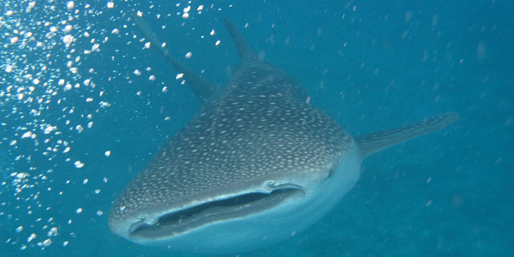 Uno squalo balena visto di fronte, con la bocca socchiusa e il dorso grigio macchiettato di bianco, in un'acqua turchese piena di bolle