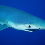 Primo piano di una verdesca di profilo, muso appuntito, grande occhio rotondo e fessure branchiali, in un blu profondo