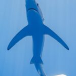 Una verdesca vista appena da sotto in un'acqua blu chiaro, il ventre bianco, il muso appuntito, la bocca e le pettorali lunghissime e strette aperte come ali, la coda piegata verso destra