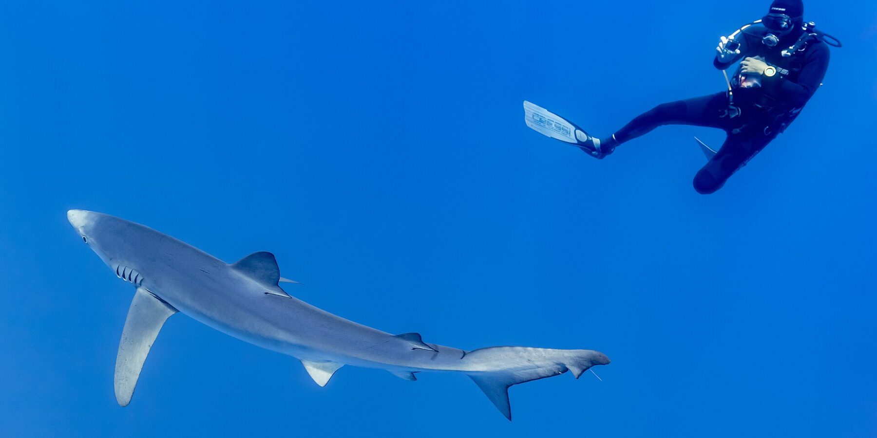Una verdesca dal lungo corpo grigio argento, con le pettorali distese, passa nel blu profondo sotto un sub in muta nera che la fotografa