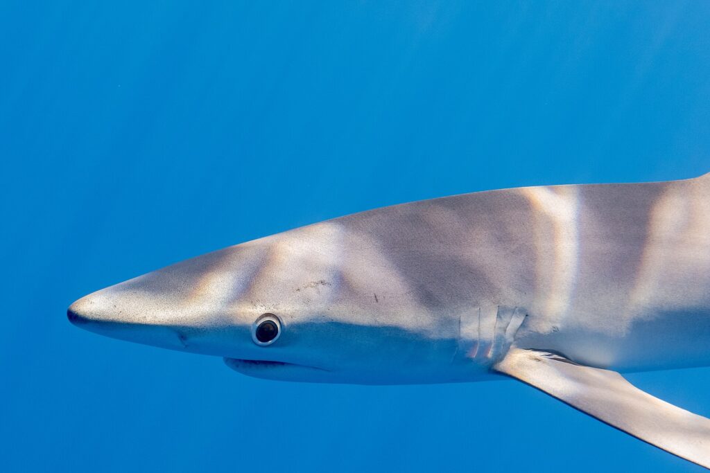 Primo piano di profilo della testa di una verdesca in un'acqua blu uniforme, il muso lungo e conico, il grande occhio rotondo cerchiato di chiaro, le fessure branchiali e l'attacco di una lunga pettorale