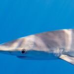 Primo piano di profilo della testa di una verdesca in un'acqua blu uniforme, il muso lungo e conico, il grande occhio rotondo cerchiato di chiaro, le fessure branchiali e l'attacco di una lunga pettorale